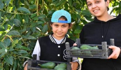 Mersin’de hasat başladı: 150 bin lira üzerinde gelir…