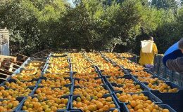 Fiyat farkı dudak uçuklattı: Bodrum mandalinası bahçede 5, İstanbul’da 50 TL