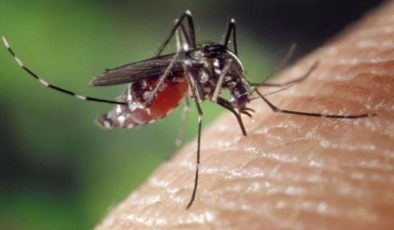 Sivrisinekler de kış uykusuna yatmadı: Uzmanından hastalık uyarısı