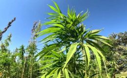 Türkiye’nin kenevir üssü: 2 bin 730 dönüm alanda ekiliyor…