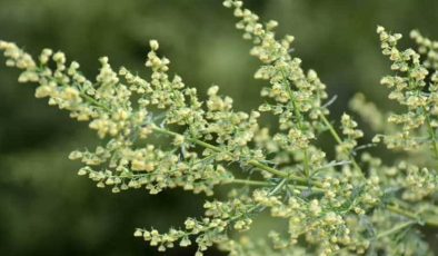 Uzmanı öneriyor: Kanser hastalarına umut olacak!