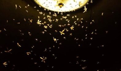 Binlerce yıldır merak edilen soru; böcekler neden ışığa gider?
