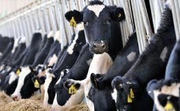 Besici: Süt üreticisi para kazanamazsa hayvan kesimleri artar