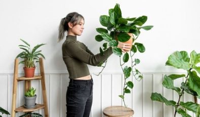 Zehirleri yok eden zarif dokunuş: İşte evinizin havasını temizleyen 5 bitki…