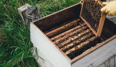 Arılar insan yapımı kovanlarda acı çekiyor