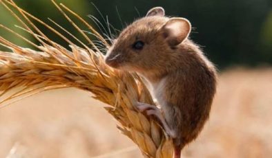 CHP’li Gürer: ‘Tarımda bir de fare sorunu eksikti!’