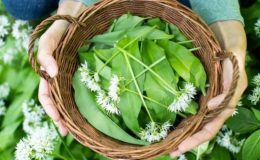 Her derdin şifası olan o bitki: Ayı sarımsağı ve pek bilinmeyen faydaları…