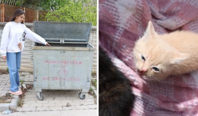 Konya’da insanlık dışı olay: 4 yavru kediyi çöpe attı