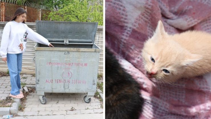 Konya’da insanlık dışı olay: 4 yavru kediyi çöpe attı