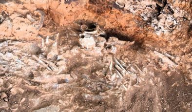 Türkiye’de tek örnek! Beyağaç’ta bulundu: Anadolu’da fil yaşamının kanıtı