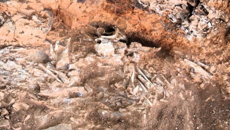 Türkiye’de tek örnek! Beyağaç’ta bulundu: Anadolu’da fil yaşamının kanıtı