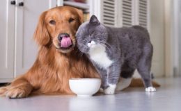 Evcil hayvan sahiplerinin bilmesi gereken 10 temizlik tavsiyesi!