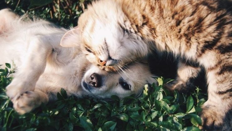 Evcil hayvanlarda yaşam süresinin uzaması, kanser riskini artırıyor