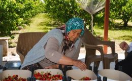 Honaz’da erkenci hasat başladı: 5 bin ton rekolte bekleniyor