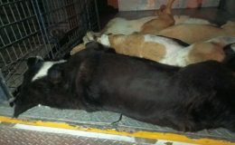 İzmir’de vahşet: 6 köpek zehirlenerek öldürüldü