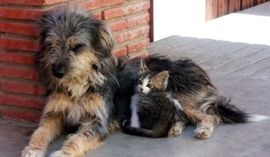 Kocaeli Valiliği’nin ‘hayvan itlafı’ kararına ilginç destek