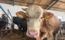 Kurban Bayramı yaklaşıyor: Büyükbaş kurbanlıkta geçen yılın tavan fiyatı bu yıl taban fiyat oldu