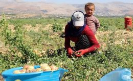 Mevsimlik tarım işçilerinin çalışma koşullarının iyileştirilmesine yönelik yeni düzenlemeler Resmi Gazete’de