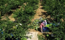 Sadece Turgutlu’da yetişiyor! 10 bin dekar arazide yıllık ortalama 40 bin ton üretiliyor…
