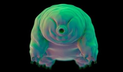 Tardigratlar, radyasyonun hasar verdiği DNA’ları nasıl onarıyor?