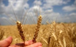 TZOB: ‘Buğdayın maliyeti yüzde 62 arttı’