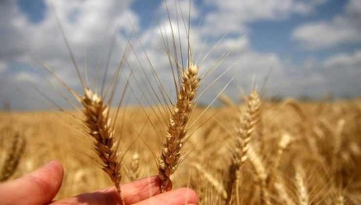 TZOB: ‘Buğdayın maliyeti yüzde 62 arttı’