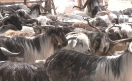 12 kiloluk ‘kurbanlık’a dikkat!