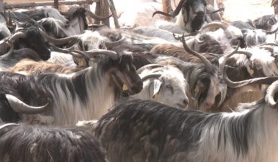 12 kiloluk ‘kurbanlık’a dikkat!