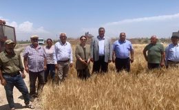 4 ayda 3 milyon tona yakın buğday ithal edildi… CHP’li Gürer: ‘TMO tüccara çalışıyor’