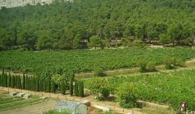 Ankara’da ormanlara giriş yasaklandı