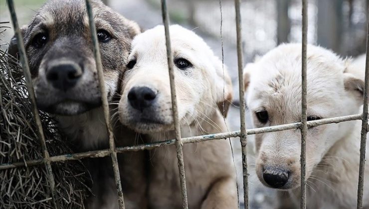 Avrupa’yı işine gelince örnek alıyorlar… Vicdanlı çözümler mümkün