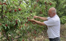Batı Akdeniz’de yetişiyor: Hasadı 2,5 ay sürüyor! 50 ülkeye ihraç ediliyor…