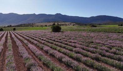 Burdur’da tarlalar mora büründü: Litre fiyatı bin TL