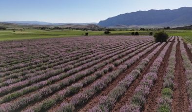 Hem susuz yetişiyor hem eko turizme katkı sağlıyor: Doğal şifa kaynağı! Litresi 1500 TL….