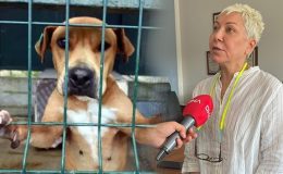 TBB Hayvan Hakları Yürütme Kurulu Üyesi Av. Ekmekçi’den, iktidarın ‘uyutma’ teklifine tepki: ‘Toplumsal barış ağır yara alır’