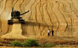 TÜİK: 2024’te tahıl üretiminde düşüş bekleniyor