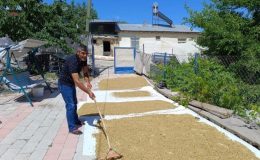 Tunceli’nin köyünden çıkıp dünyaya ihraç ediliyor: Yüzde 70’i dalında kuruyor…