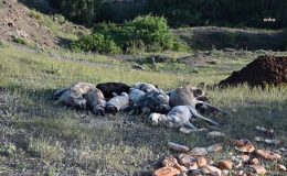 Yozgat’ta 20 sokak köpeği, iğne ile öldürülerek yol kenarına atıldı