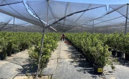 30 bin saksıda yetişti: 7 ülkeye ihraç edilmeye başlandı…