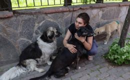 AKP sokak köpekleri teklifini Meclis’e sunacak: ‘Uyutma’ya sınırlama getiriliyor, sokağa terk edene ceza artırılıyor