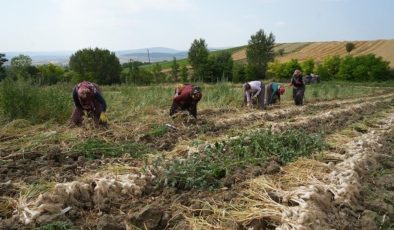 Avrupa Birliği tescilli lezzette hasat devam ediyor: 5 bin ailenin geçim kaynağı, doğal antibiyotik!