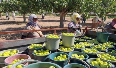 Buharkent’te hasat vakti erken geldi: Toptan ticaretinin yapıldığı tek nokta…