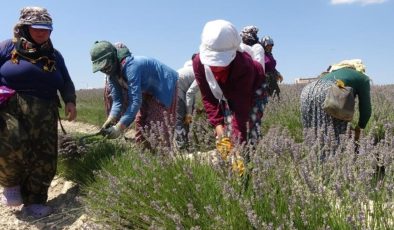 Burdur’da hasat başladı: Litresi 750 TL’den satılıyor