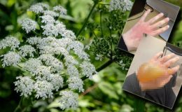 Dünyanın en tehlikeli bitkisi… Türkiye’de nerelerde var?