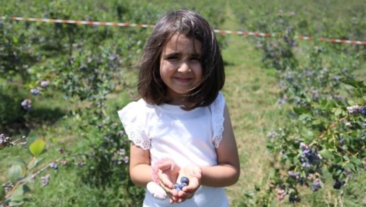 İnegöl’de hasat başladı: 100 ton verim bekleniyor