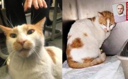 Kedi Faruk davasında tanık olan öğrenci: ‘İttiğini görmedim’