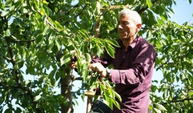 Keles’te son hasat yüzleri güldürdü! Kilosu 60 lira…