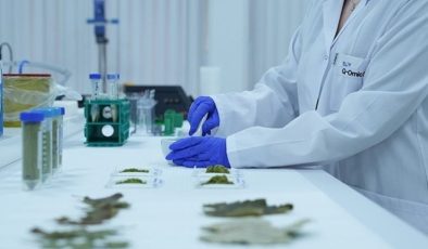 Meyve yaprağından bitkisel protein elde edilecek