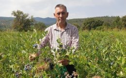 Uludağ’ın yamaçlarında yetişiyor, kilosu 300 TL’ye satılıyor! Antioksidan deposu…