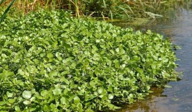 Vücudunuzdaki demir depolarını dolduran mucizevi besin: Su teresi ve bilinmeyen faydaları…